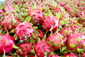 Exporting official dragon fruit earned more than 6.5 million USD for Binh Thuan